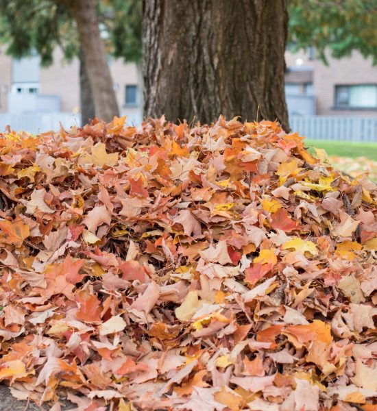 a pile of autumn fallen leaves on the ground near trees in the yard near houses qy4pysr311tyf4c2pbmll4d5e4jjq4kefj6dmrpc6o