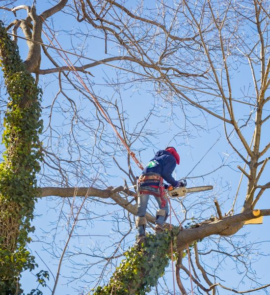 tree service worker arborist pruning large branches and cutting down large maple tree with chainsaw qy4mr6lqenkads9ttcikwao2zye8ydkyjagclj4lio